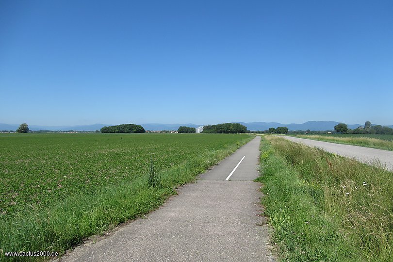 Radweg im Rheintal