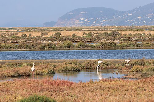 Flamingos