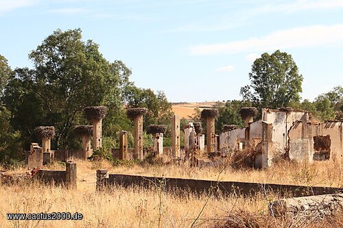 Storchennester, Extremadura