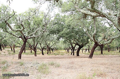 Korkeichen bei Évora