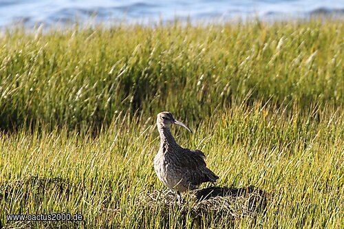 Parque Natural da Ria Formosa, Olhão